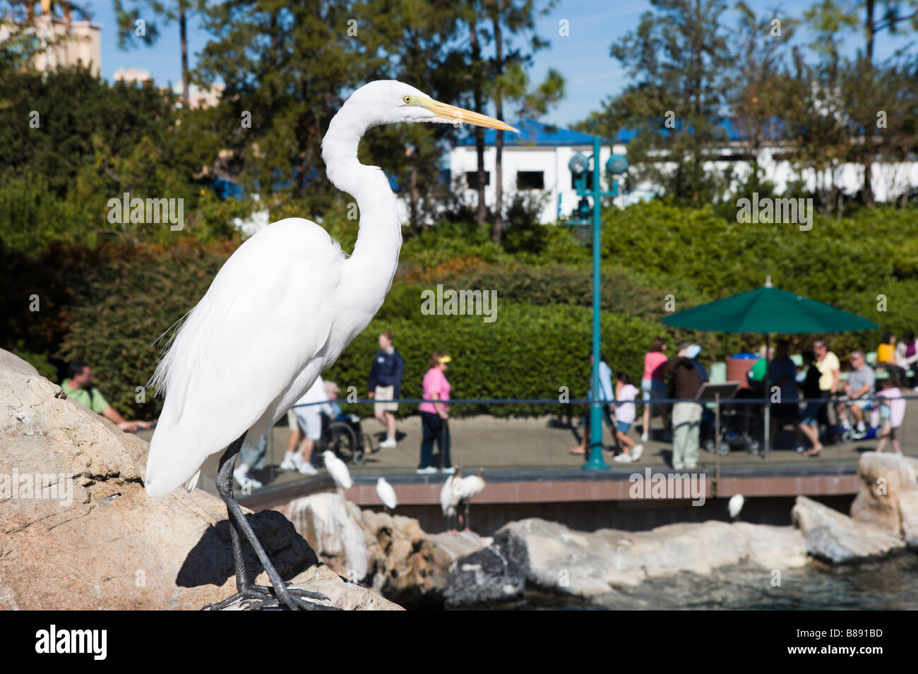 Grande Aigrette (Ardea alba), Pacifica, Point Préserver Sea World, Orlando, Floride, USA Banque D'Images