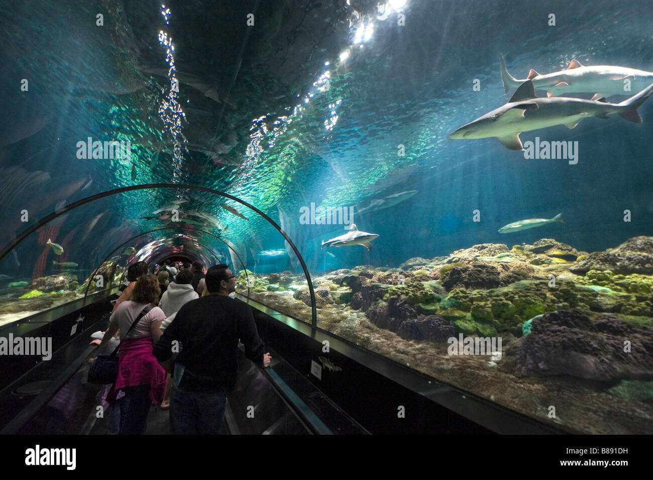 L'affichage sous tunnel au Shark Encounter, Sea World, Orlando, Floride, USA Central Banque D'Images