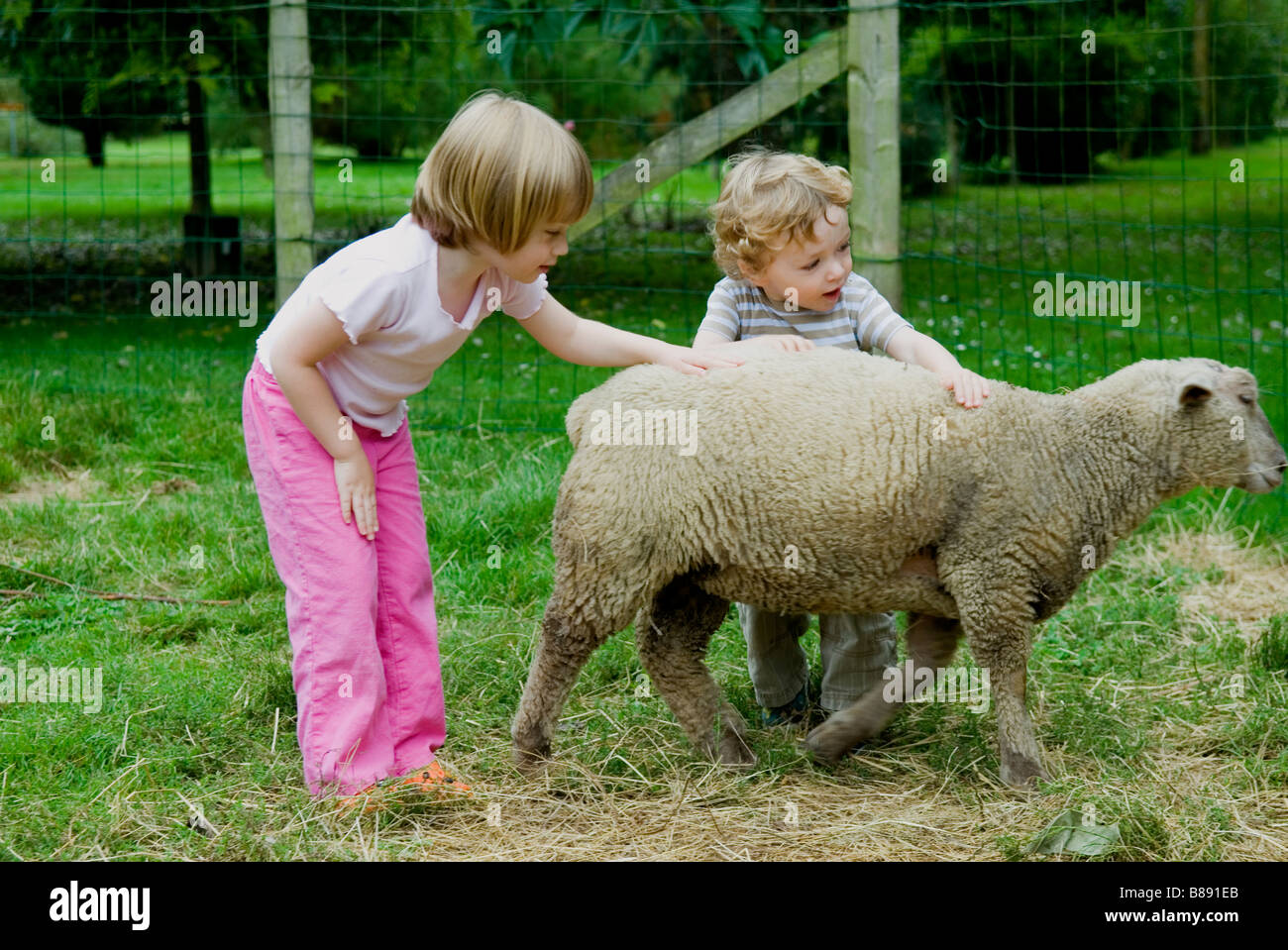 Une jeune fille et garçon jouer avec un mouton en vacances Banque D'Images