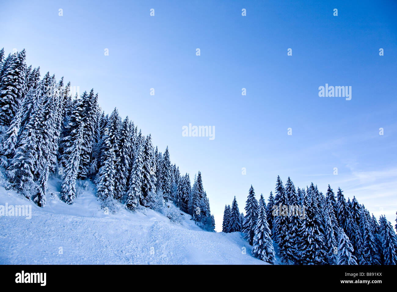 Paysage alpin spectaculaire avec des pistes couvertes de neige et les arbres Les Saises Alpes Françaises Banque D'Images