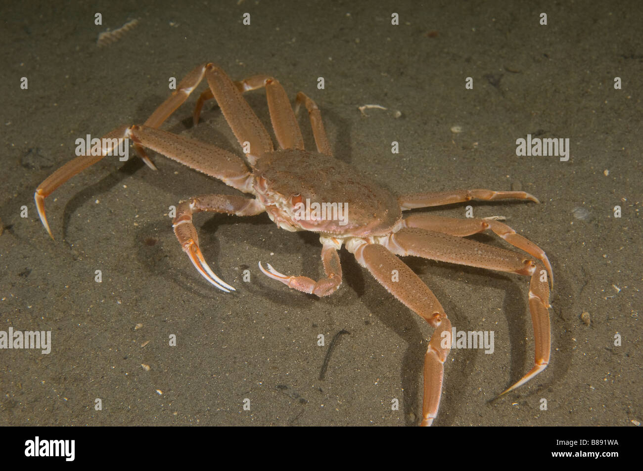 Tanner Crab Chionoecetes bairdi,, ou le crabe, la pêche de cette espèce