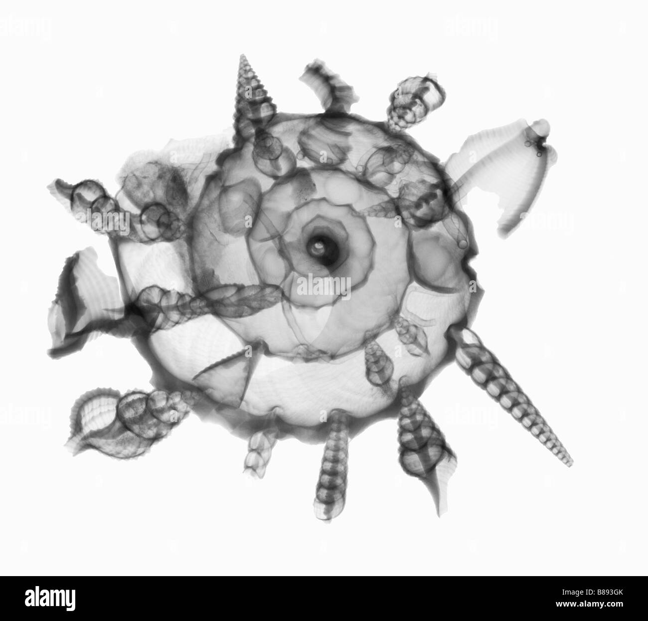 Une radiographie d'un transporteur shell. Banque D'Images