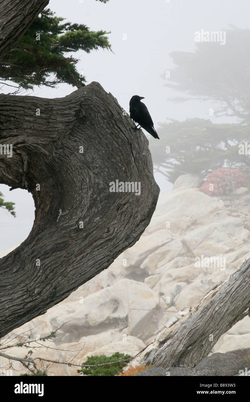 Crow sur tronc de l'arbre exposée au vent sur la côte brumeuse, Pebble Beach, en Californie. Banque D'Images
