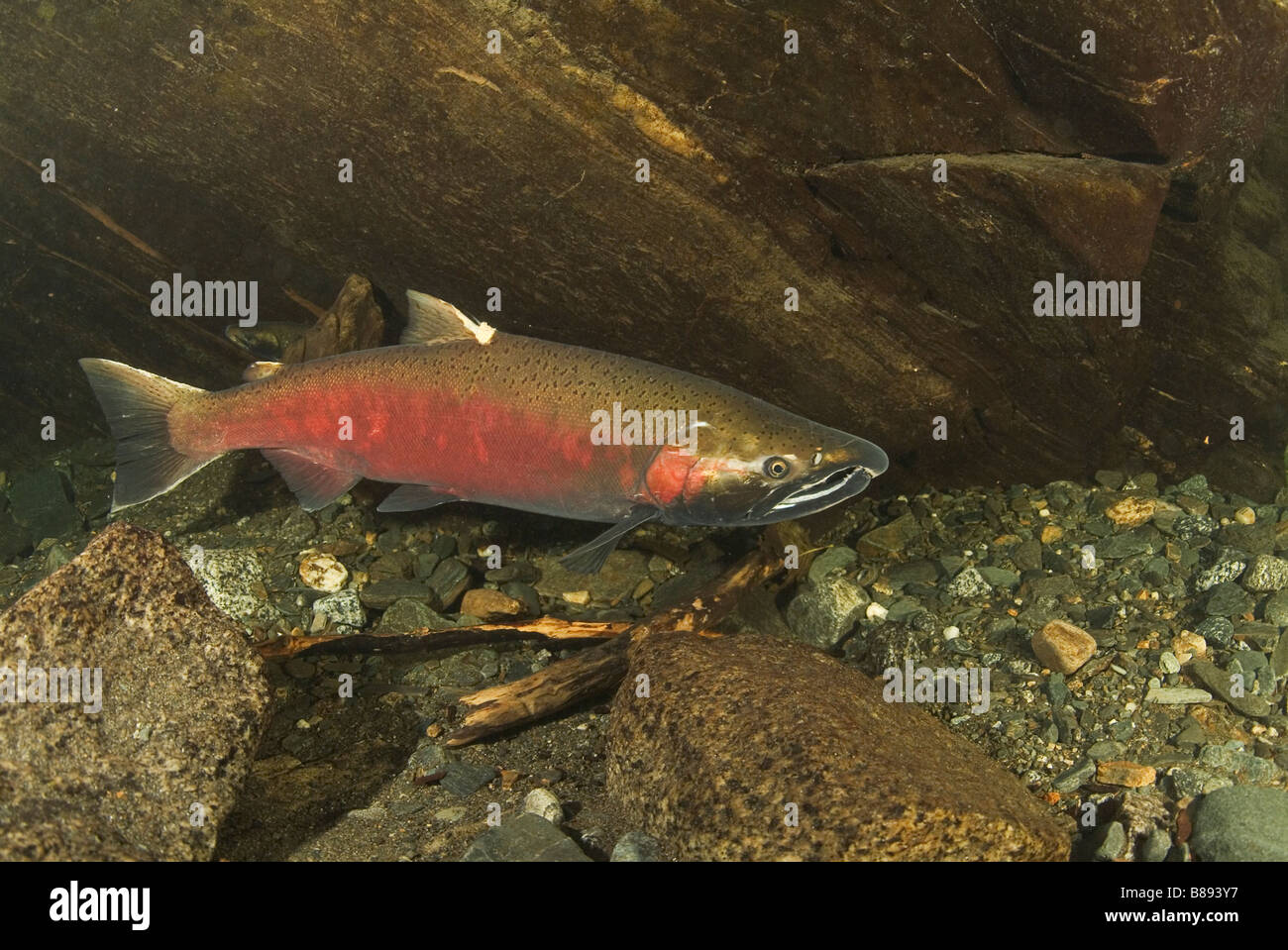 L'argent du saumon coho (Oncorhynchus kisutch) Juneau Alaska Banque D'Images