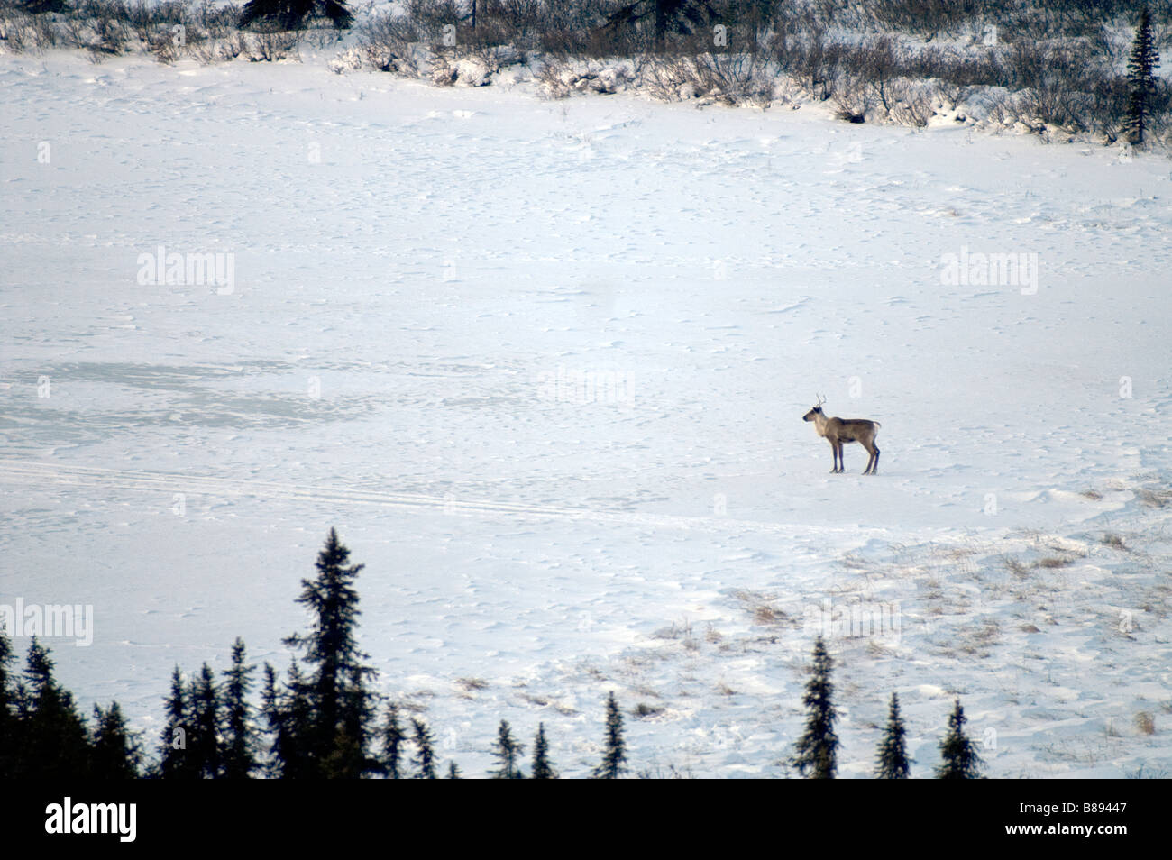 Le caribou traverse la route en avant du véhicule Denali Alaska North America United States Banque D'Images