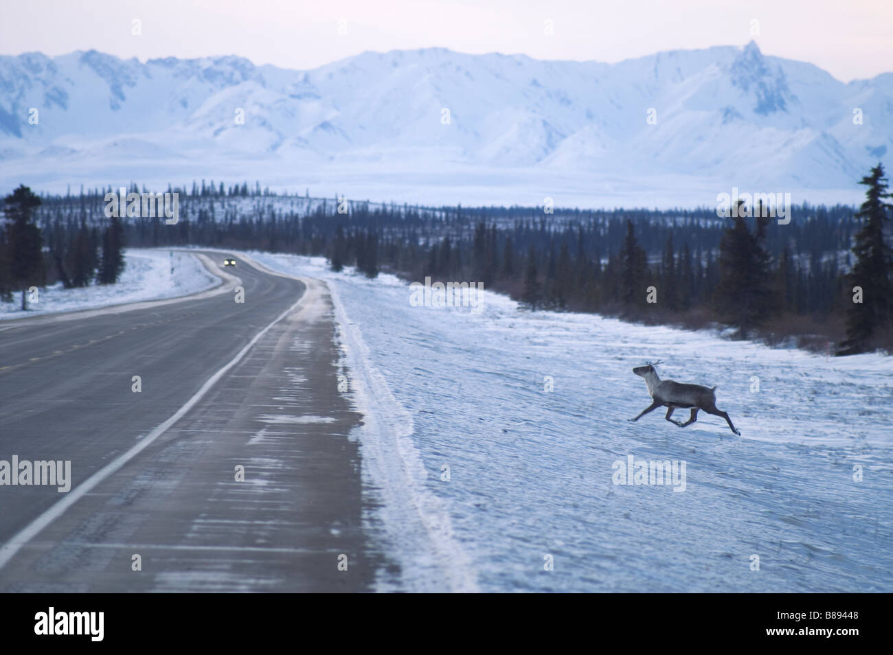 Le caribou traverse la route en avant du véhicule Denali Alaska North America United States Banque D'Images