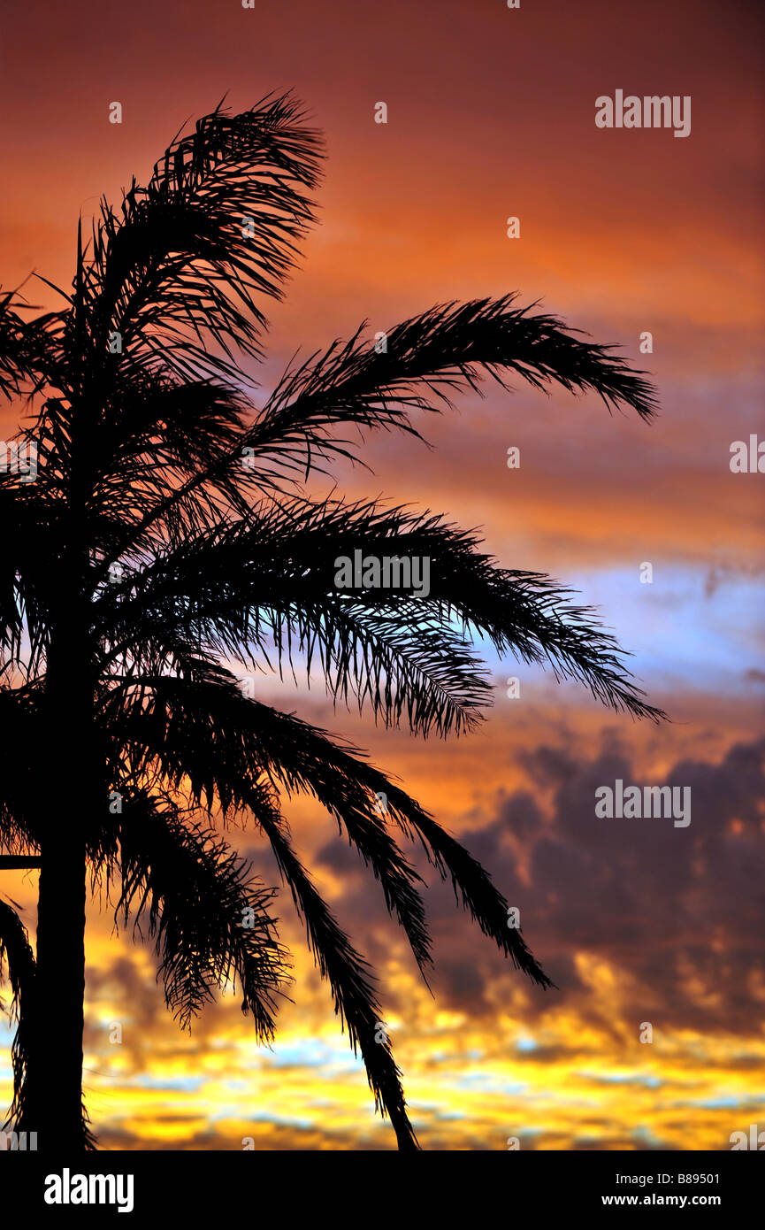 Un seul palmier au coucher du soleil Banque D'Images