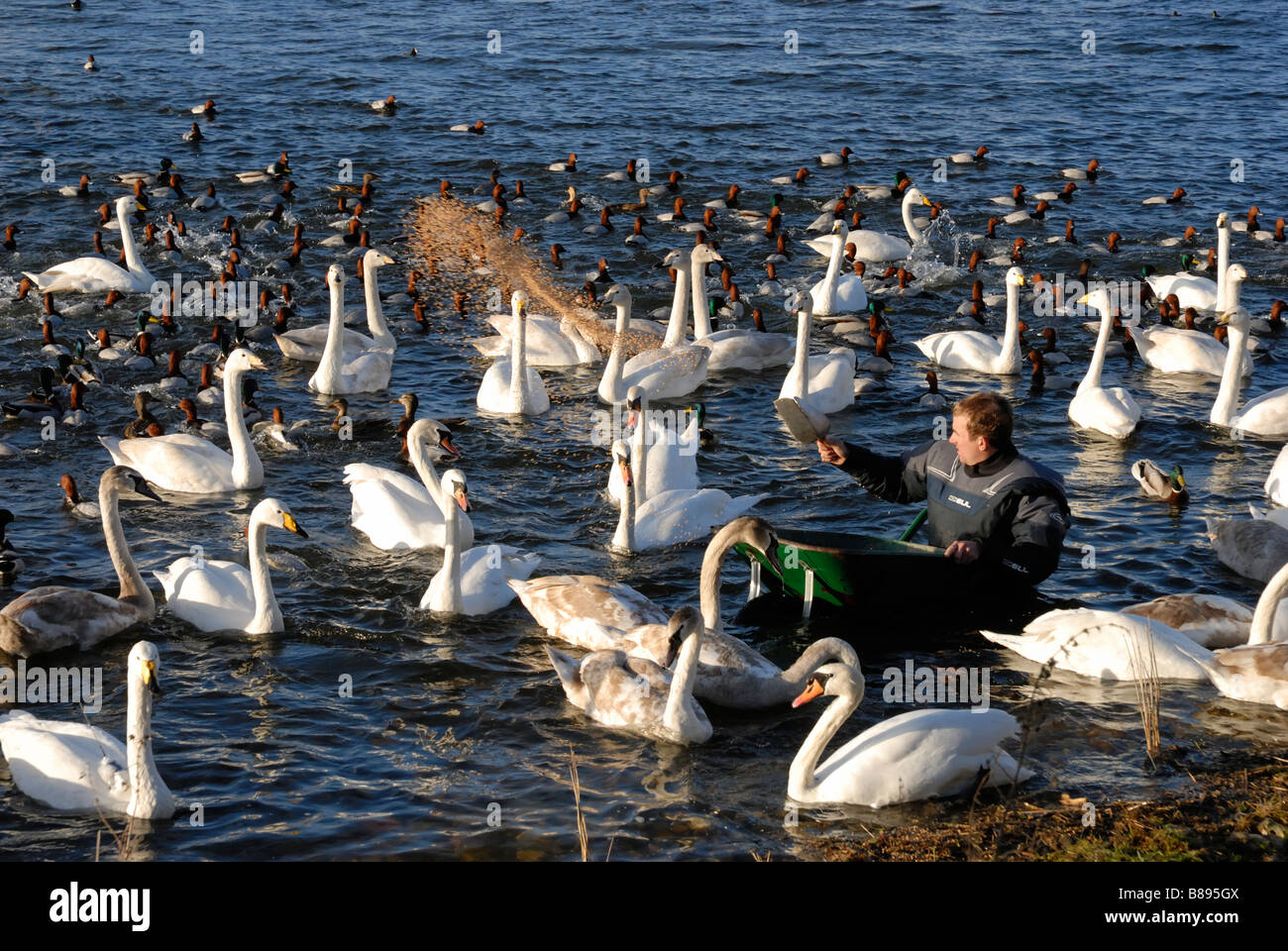 Swan se nourrissent à Norfolk England UK WWT Welney Banque D'Images