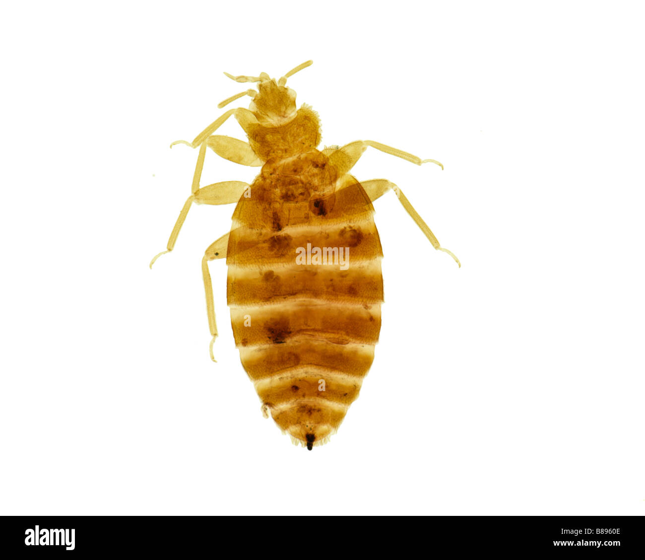 Double-bug (Cimex lectularius) sur fond blanc. Banque D'Images