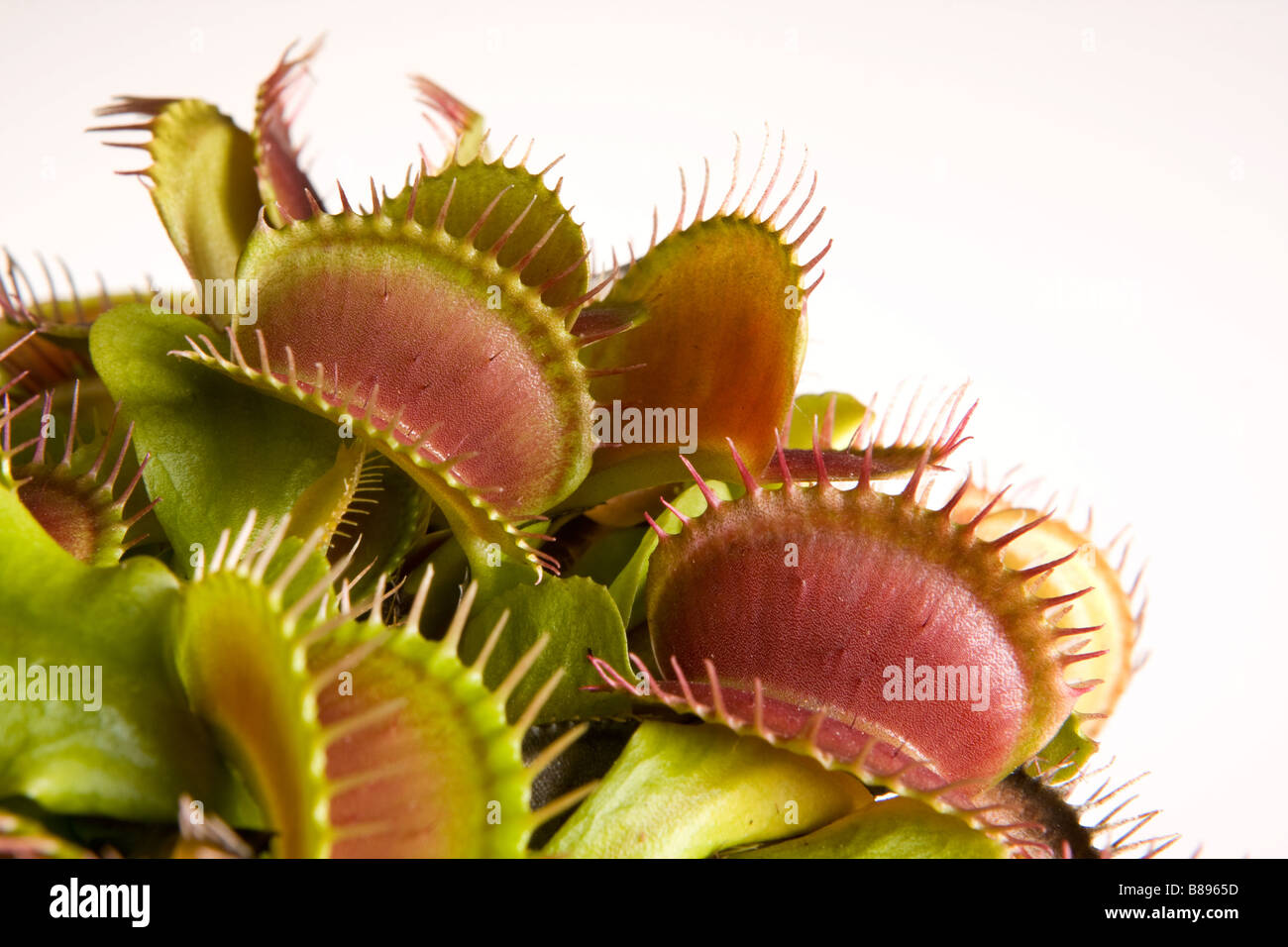 Macro image d'une plante carnivore droseraceae Banque D'Images