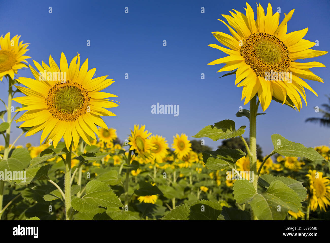 Close close-up shot d'un tournesol contre un ciel bleu ensoleillé Banque D'Images