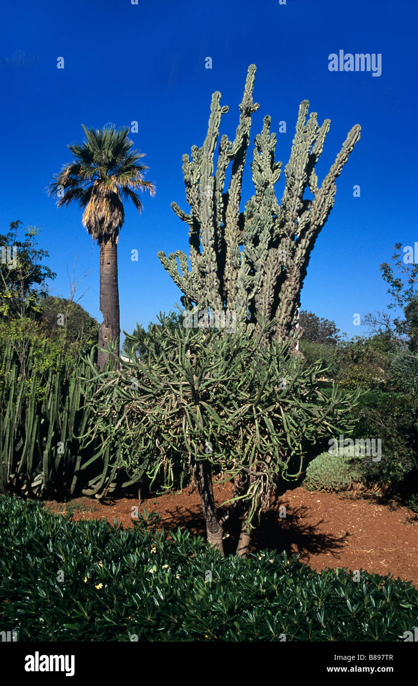 Cactus et Palm dans l'Argotti Botanical Gardens, La Valette, Malte Banque D'Images