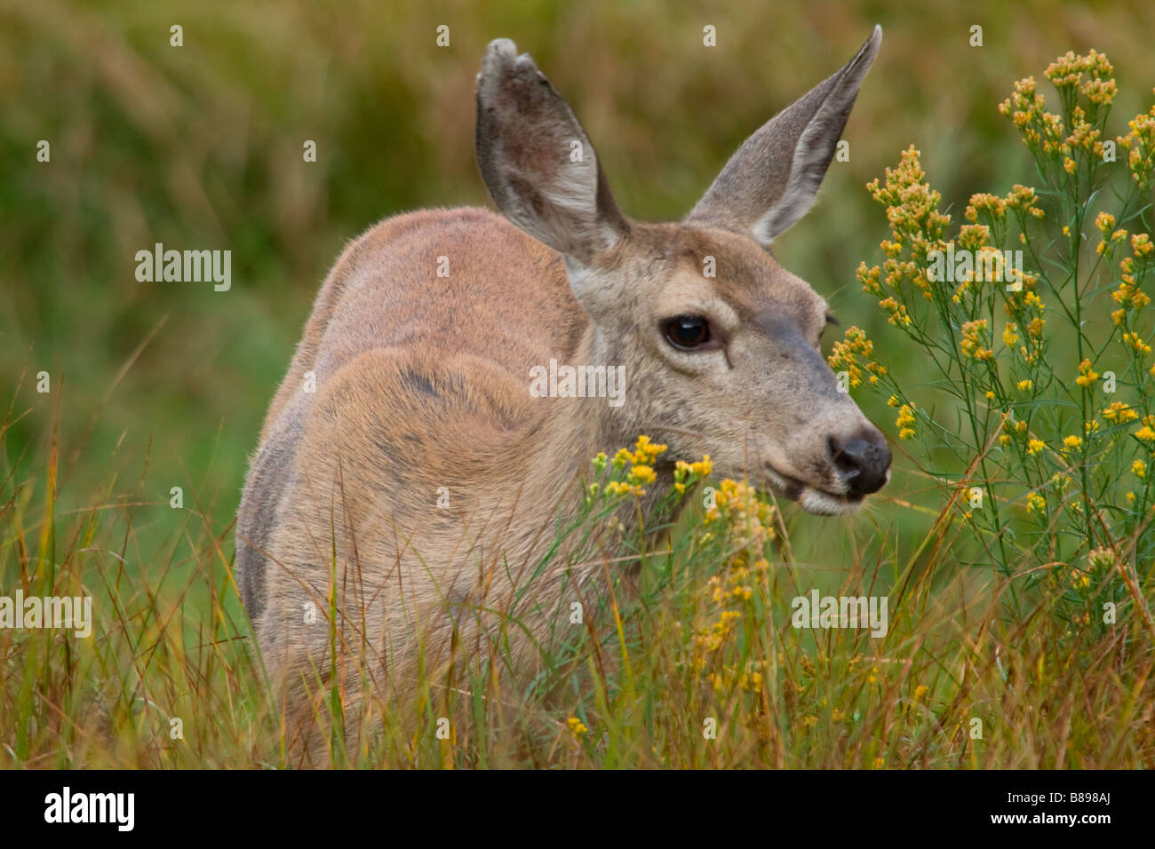 Paysage, d'un coup horizontal jeune cerf mulet, fauve le pâturage dans les prés Banque D'Images