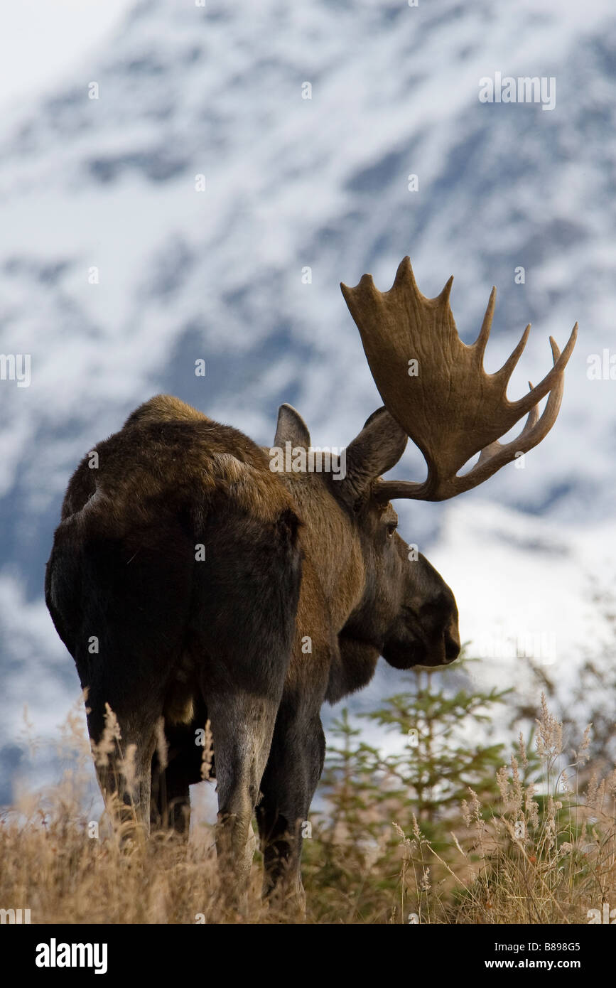 Bull Moose Alces alces en Alaska l'automne Banque D'Images Bull Moose Alces alces en Alaska l'automne Banque D'Images