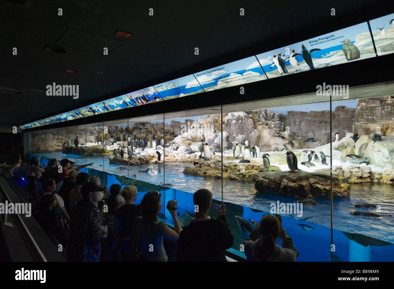 Zone d'affichage à la rencontre des pingouins, Sea World, Orlando, Floride, USA Central Banque D'Images