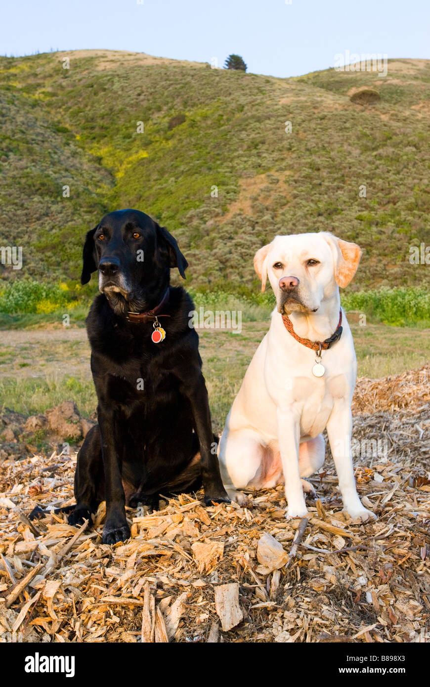 Labradors retrievers sitting in field Banque D'Images