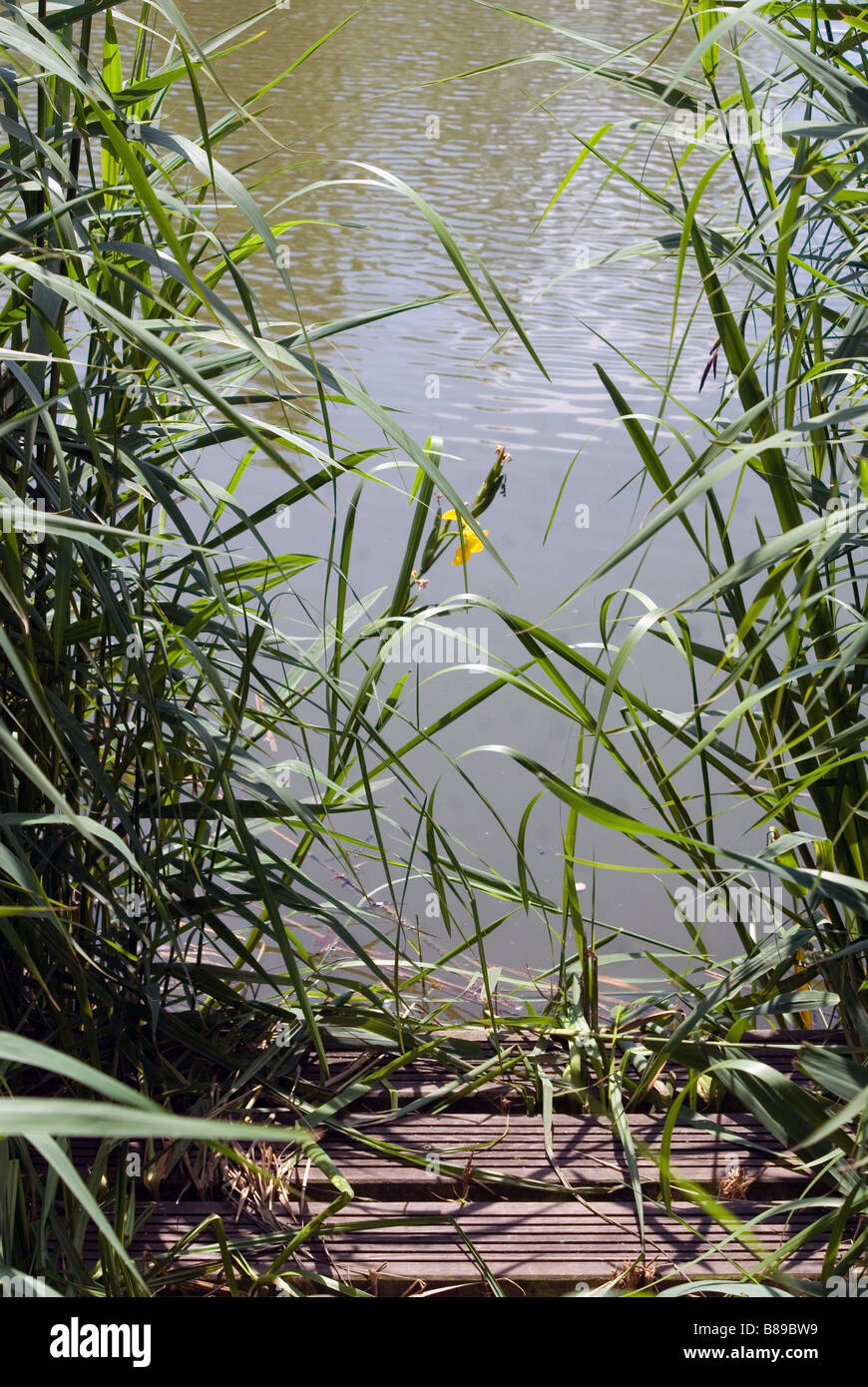 Un endroit pour pêcheurs dans un étang Banque D'Images