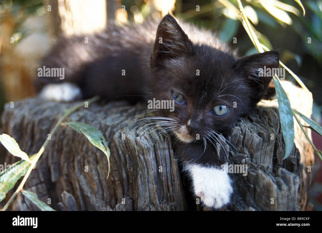 Cute cuddly cat pussycat reposant l'heure de la sieste reste dormir pattes contre-fourrure chaton aux yeux bleus Campanie Italie Italien Italia rural Banque D'Images