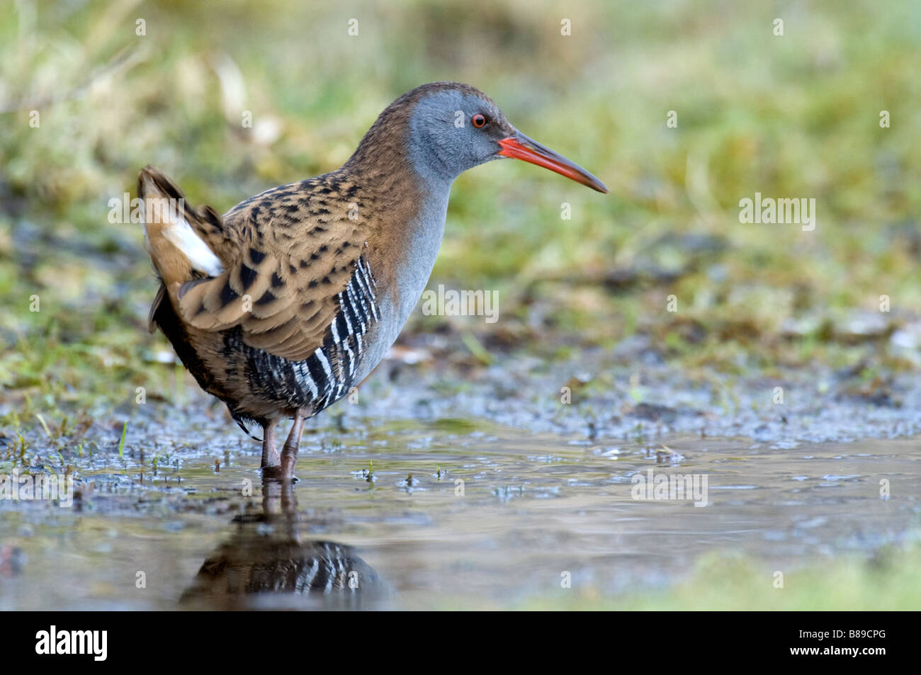 Rampe d'eau (Rallus aquaticus) Banque D'Images