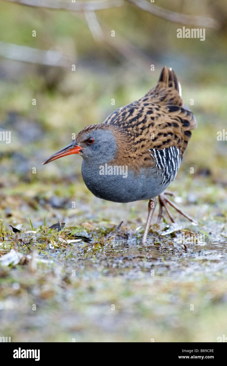 Rampe d'eau (Rallus aquaticus) Banque D'Images