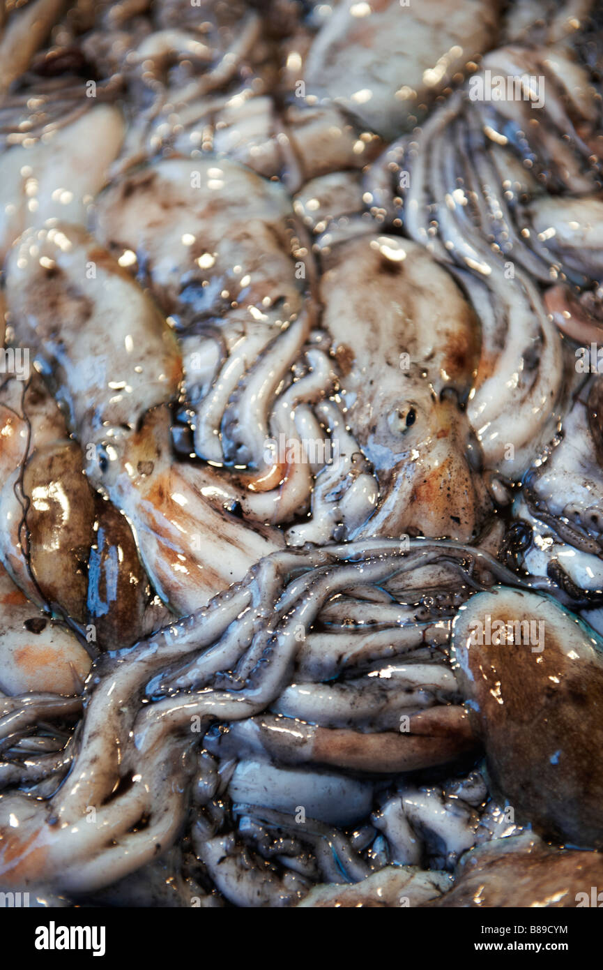 Folpi - octopus frais Frais- Marché aux poissons du Rialto de Venise Banque D'Images