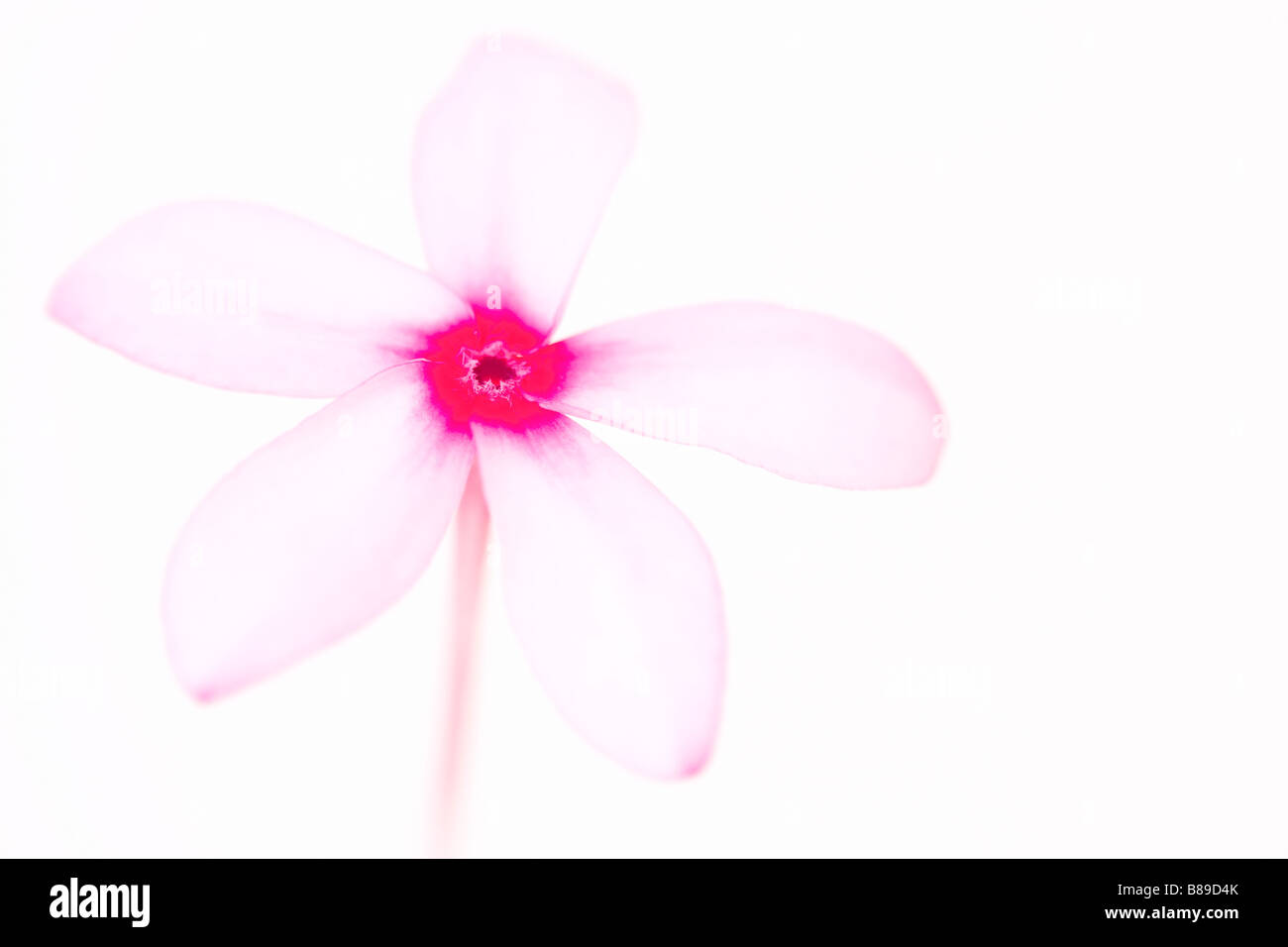 L'art abstrait de droit d'une fleur de frangipanier Plumeria rose sur un fond clair. Banque D'Images
