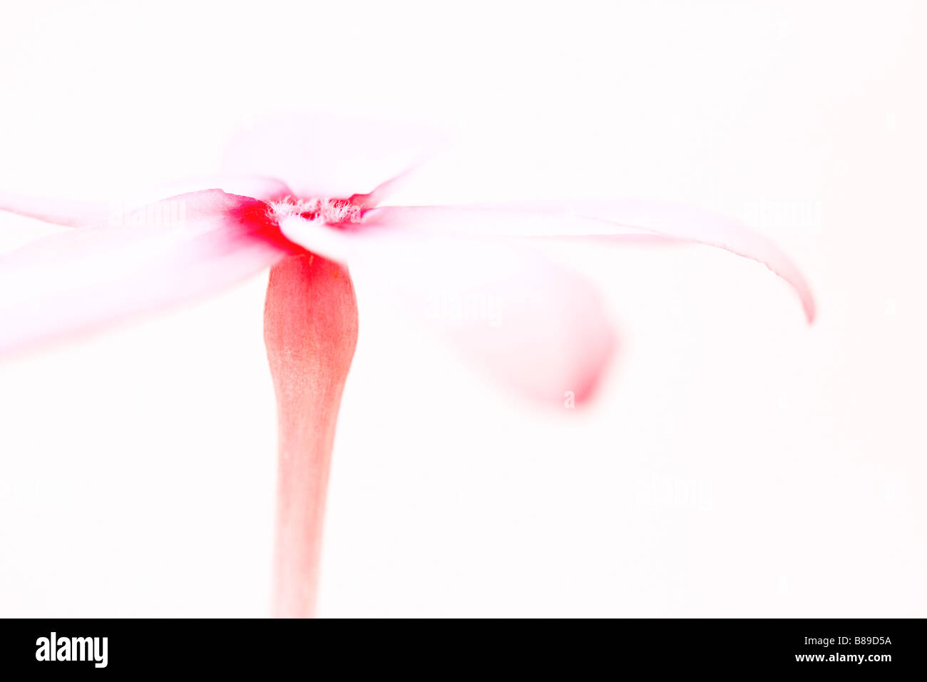 L'art abstrait de droit d'une fleur de frangipanier Plumeria rose sur un fond clair. Banque D'Images