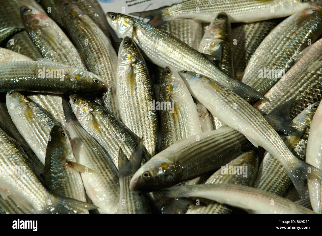 Volpine frais - Marché aux poissons du Rialto de Venise Banque D'Images