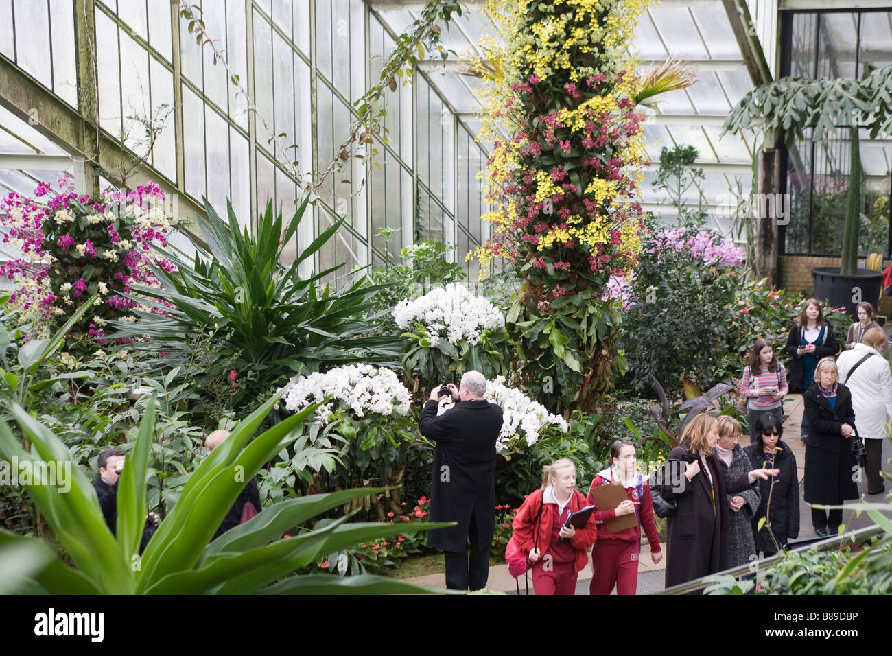 250 anniversaire de Kew Gardens.à l'intérieur de l'hôtel Princess of Wales conservatory présentant des plantes tropicales et des orchidées Banque D'Images