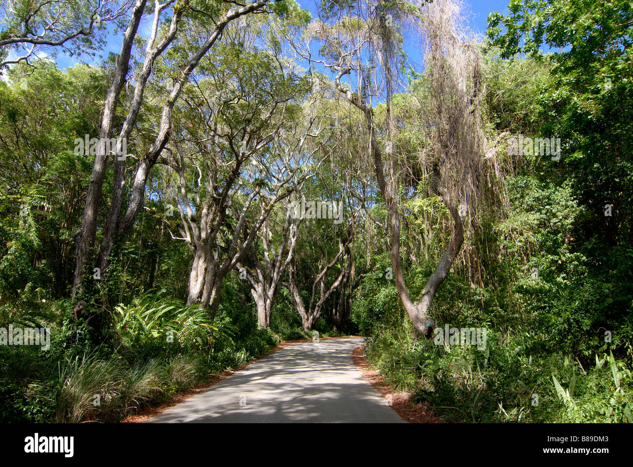 Une avenue qui mène dans la forêt de la Barbade Caraïbes Banque D'Images