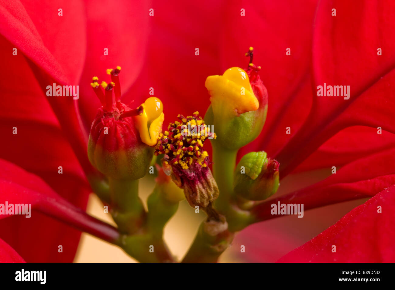 Macro image de Poinsettia fleurs Banque D'Images