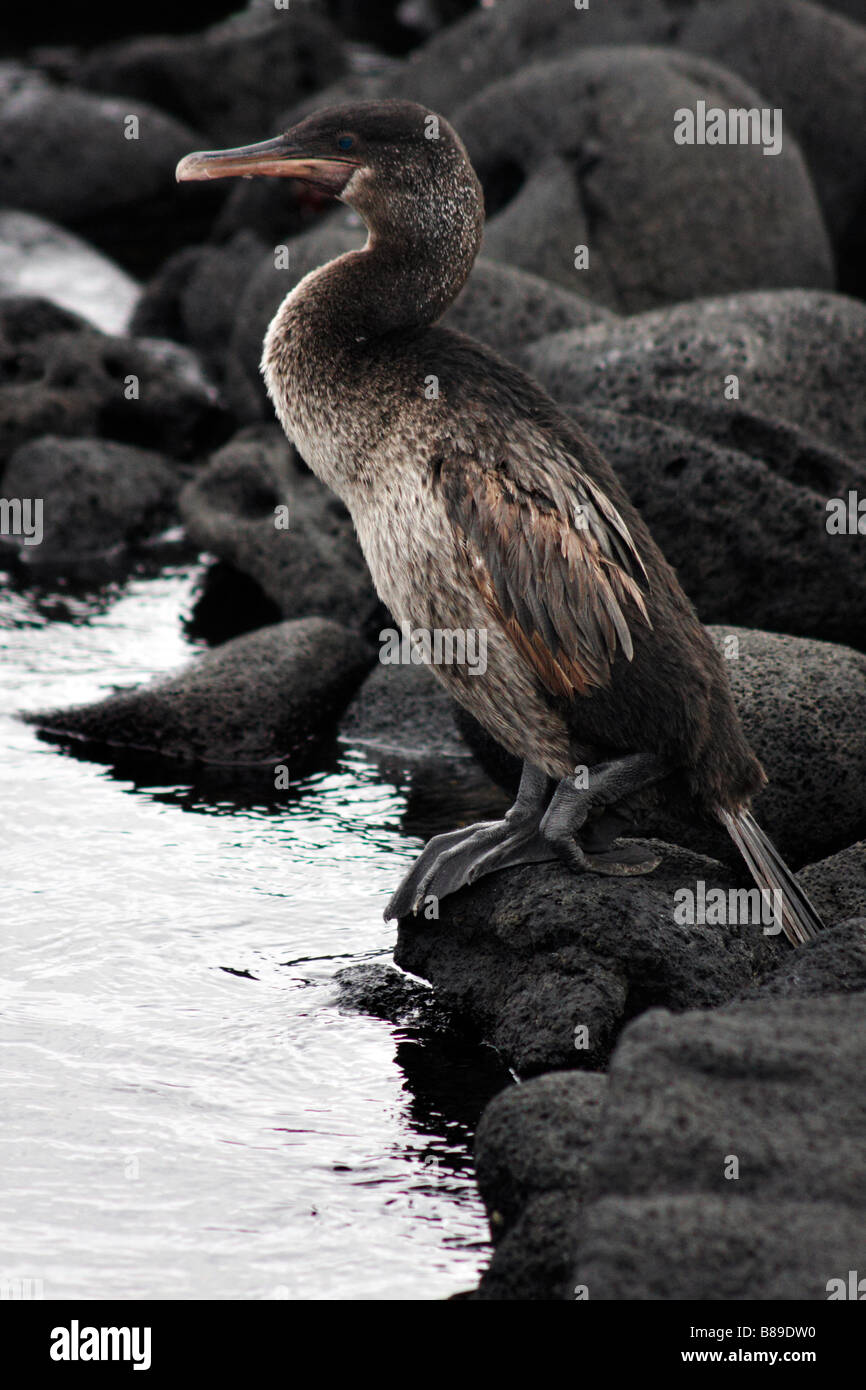 Galapagos juvénile cormoran aptère, Nannopterum harrisi, debout sur des pierres à Elizabeth Bay, l'île Isabela, îles Galapagos, Equateur Septembre Banque D'Images