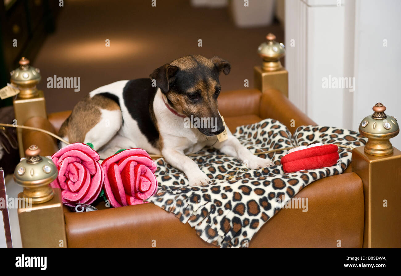 Jack Russell chien assis sur un lit pour chien 3950.00 € Harrod's à Londres, Royaume-Uni Banque D'Images