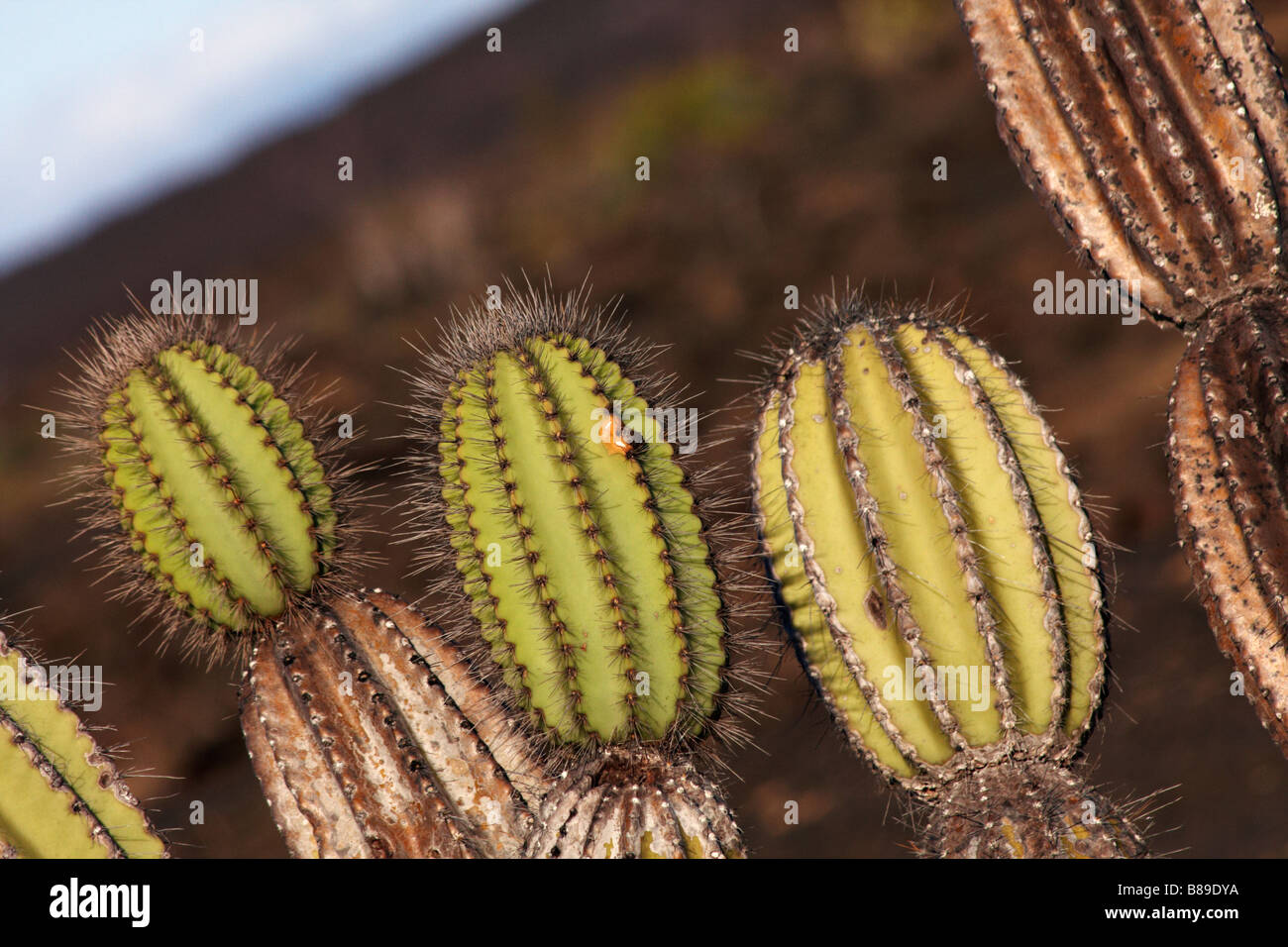 Close up of cactus candélabres Jasminocereus thouarsii dans la lumière du soir de croître à Punta Moreno, Isabela Island, îles Galapagos, Equateur Banque D'Images