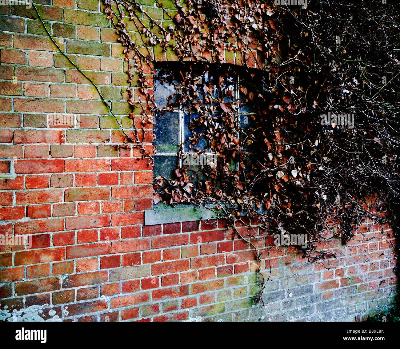 Le lierre mort accroché à un vieux mur couvert de mousse et de fenêtre d'un bâtiment abandonné. UK. Banque D'Images