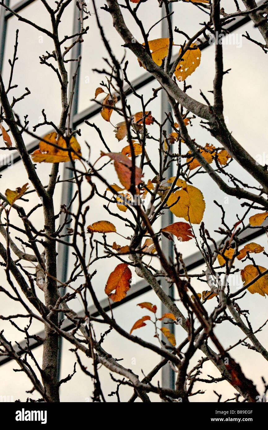 Automne feuilles et brindilles contre un bloc de bureau en verre à Glasgow Banque D'Images