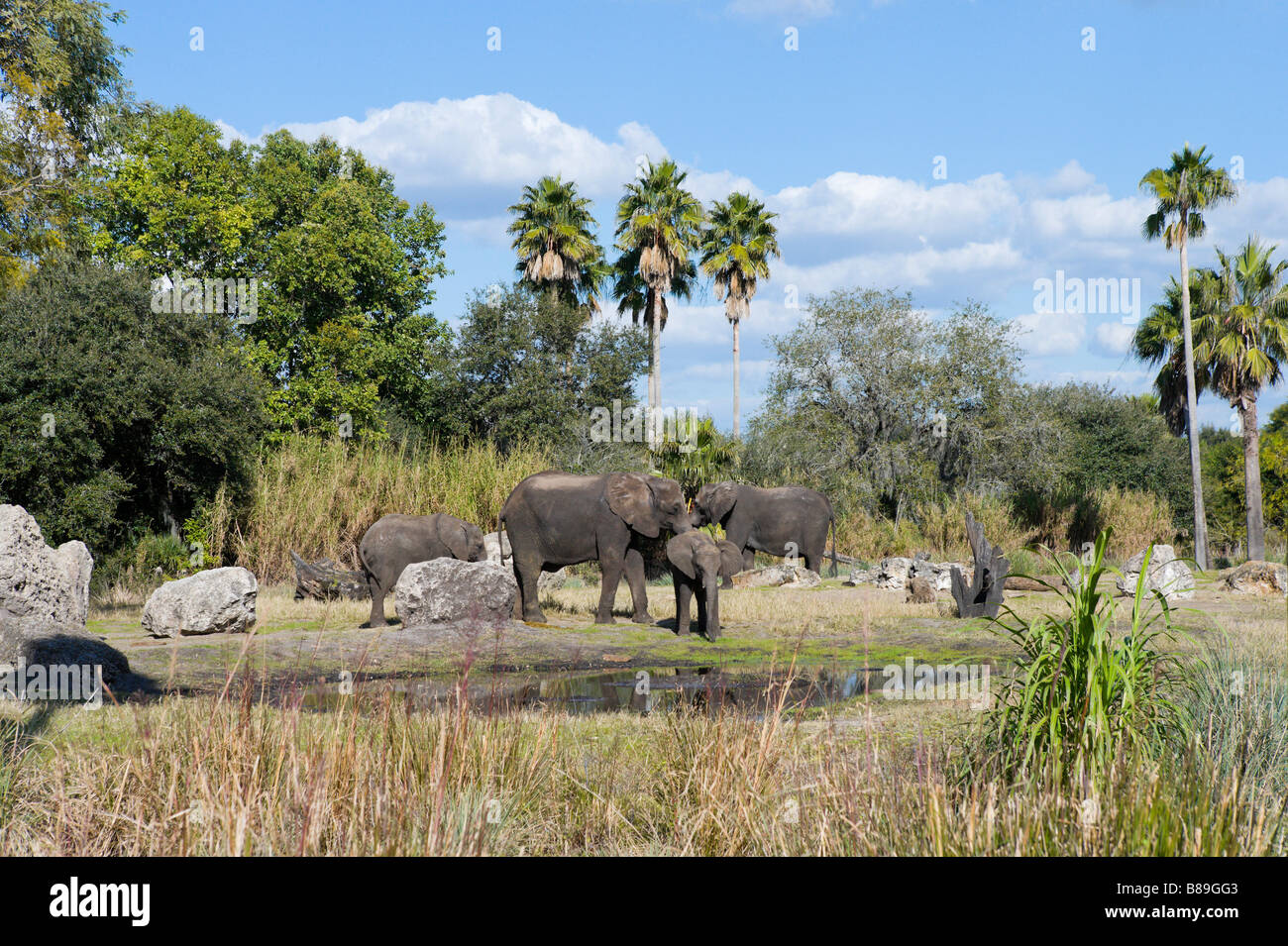 Les éléphants sur le Kilimandjaro Safari, Animal Kingdom, Walt Disney World Resort, Orlando, Floride Banque D'Images