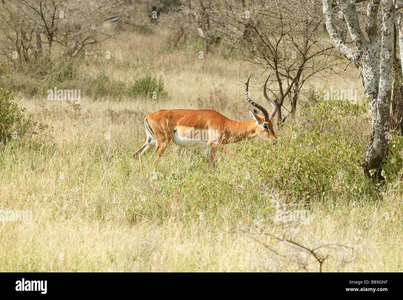 Impala antilope africaine de taille moyenne Banque D'Images