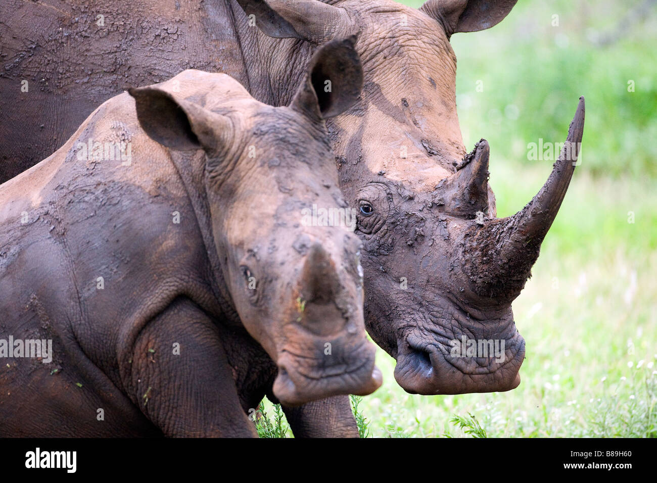 White/Square-lipped Rhinoceros Ceratotherium simum Banque D'Images