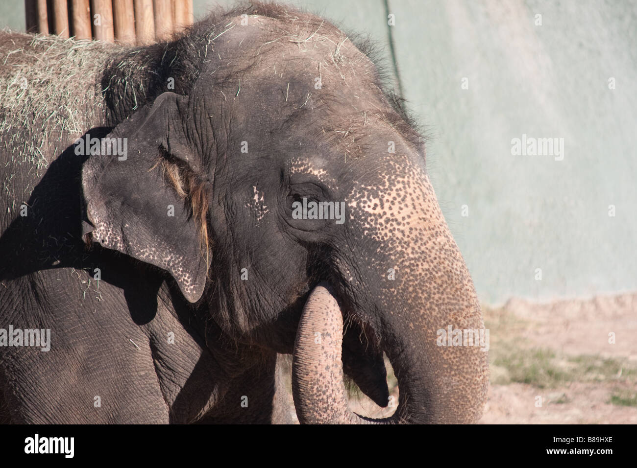Manger à l'éléphant du zoo de Phoenix Banque D'Images