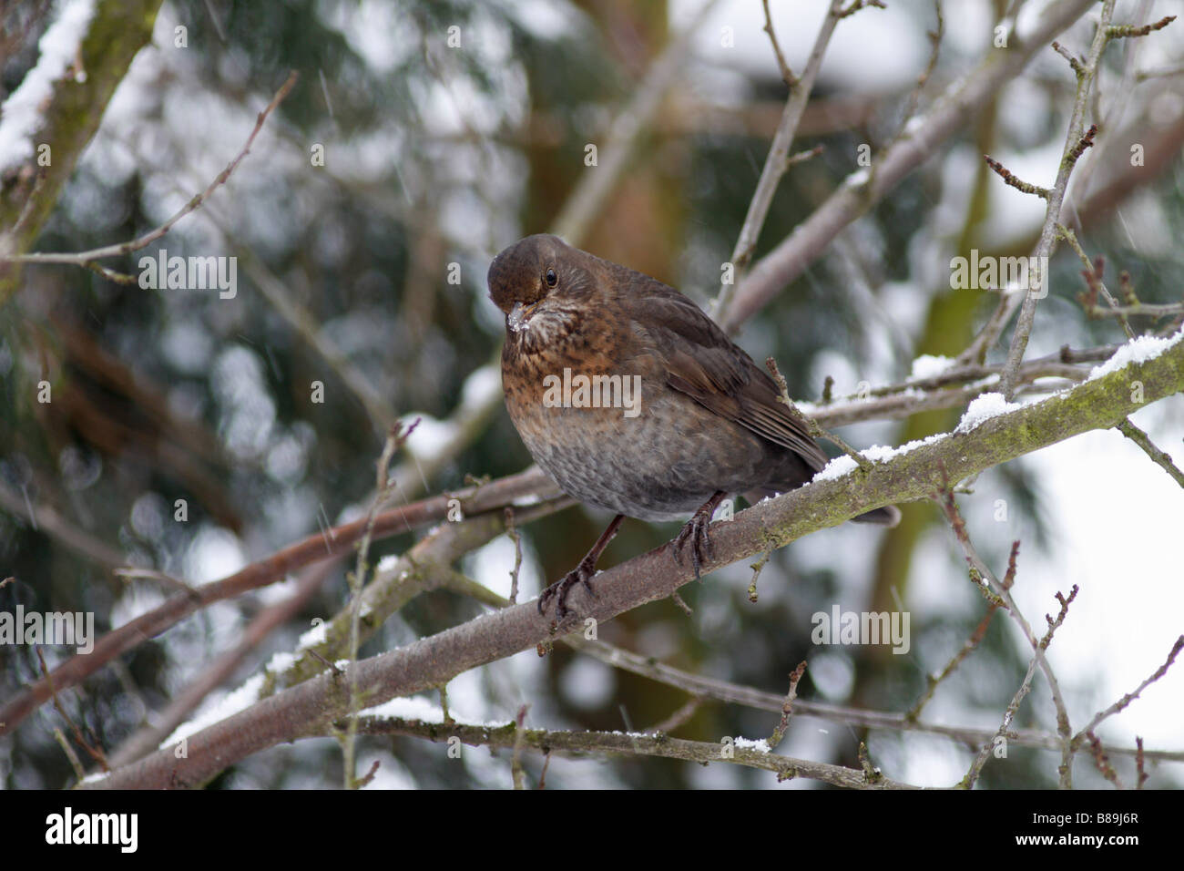 Blackbird femelle grive (Turdus merula) Banque D'Images