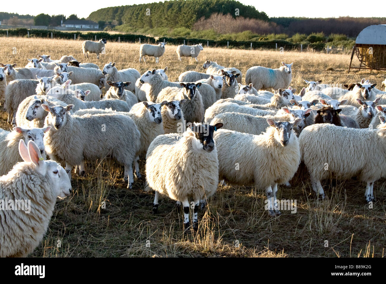 L'un noir face mouton dans un troupeau de moutons blancs dans un champ en Ecosse Banque D'Images