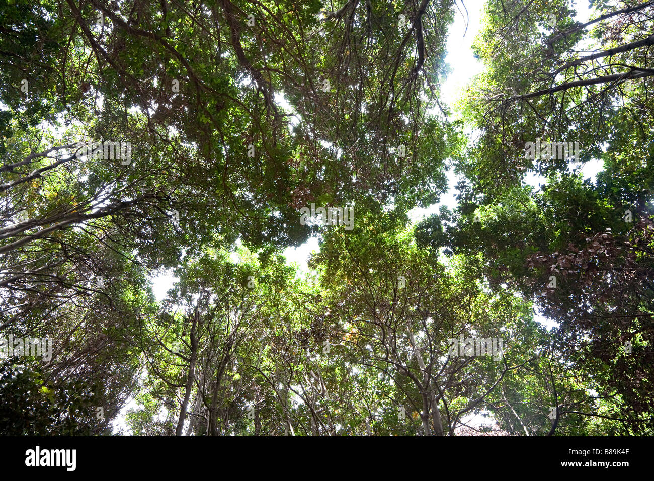 Jusqu'à la cime des arbres en forêt subtropicale de laurier de Gran Canaria Espagne Banque D'Images