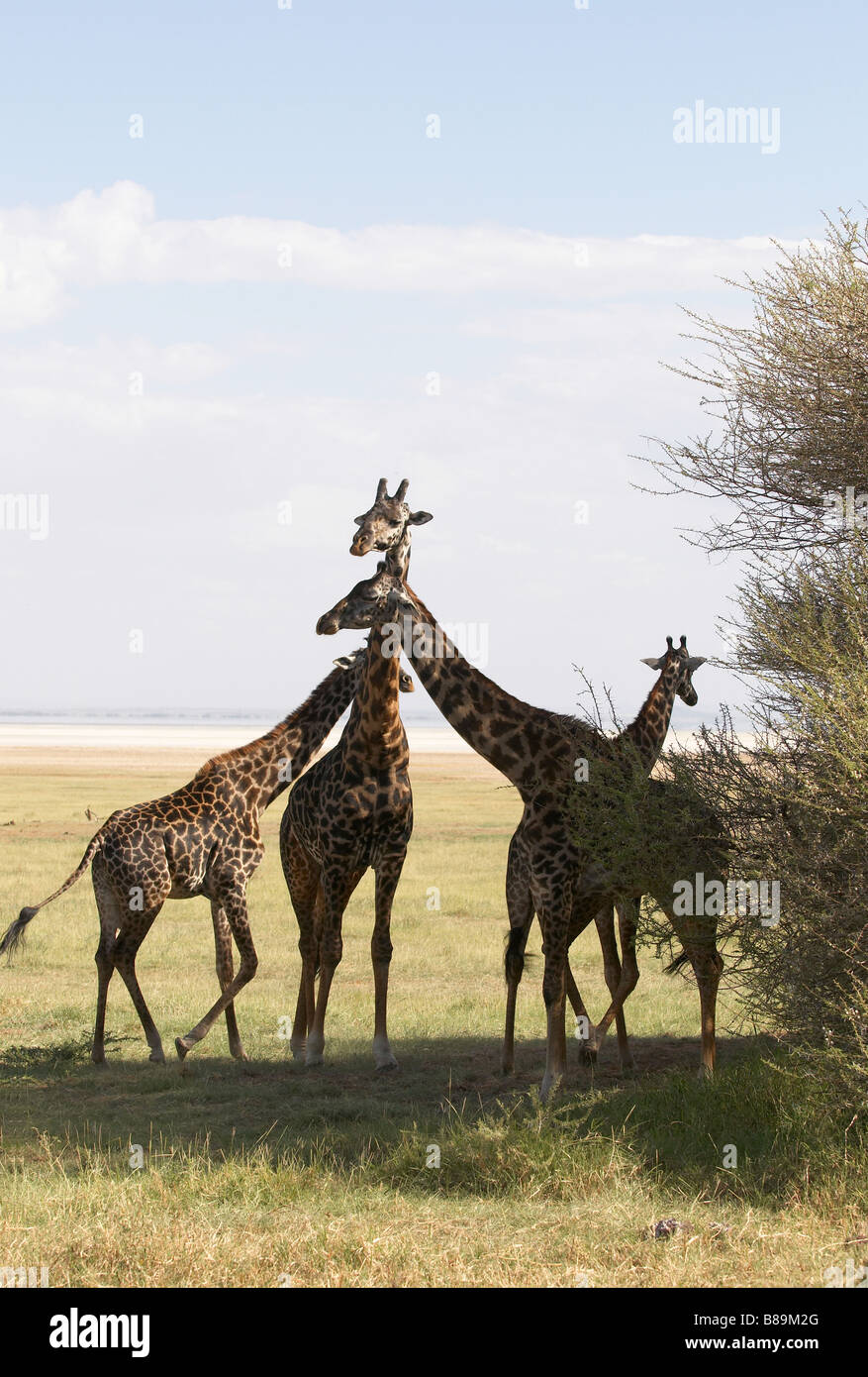 Girafe mammifère d'Afrique la plus haute de toutes les espèces animales vivantes et le plus grand ruminant Banque D'Images