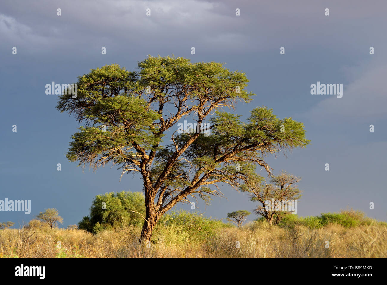 Paysage africain avec une belle Acacia (Acacia erioloba), Kgalagadi Transfrontier Park, Afrique du Sud Banque D'Images