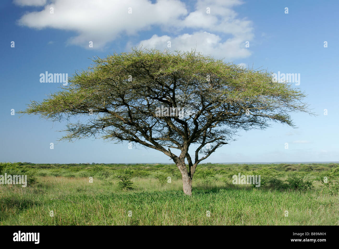 Paysage africain avec un Africain Acacia (Acacia tortilis), Mkuze game reserve, Afrique du Sud Banque D'Images