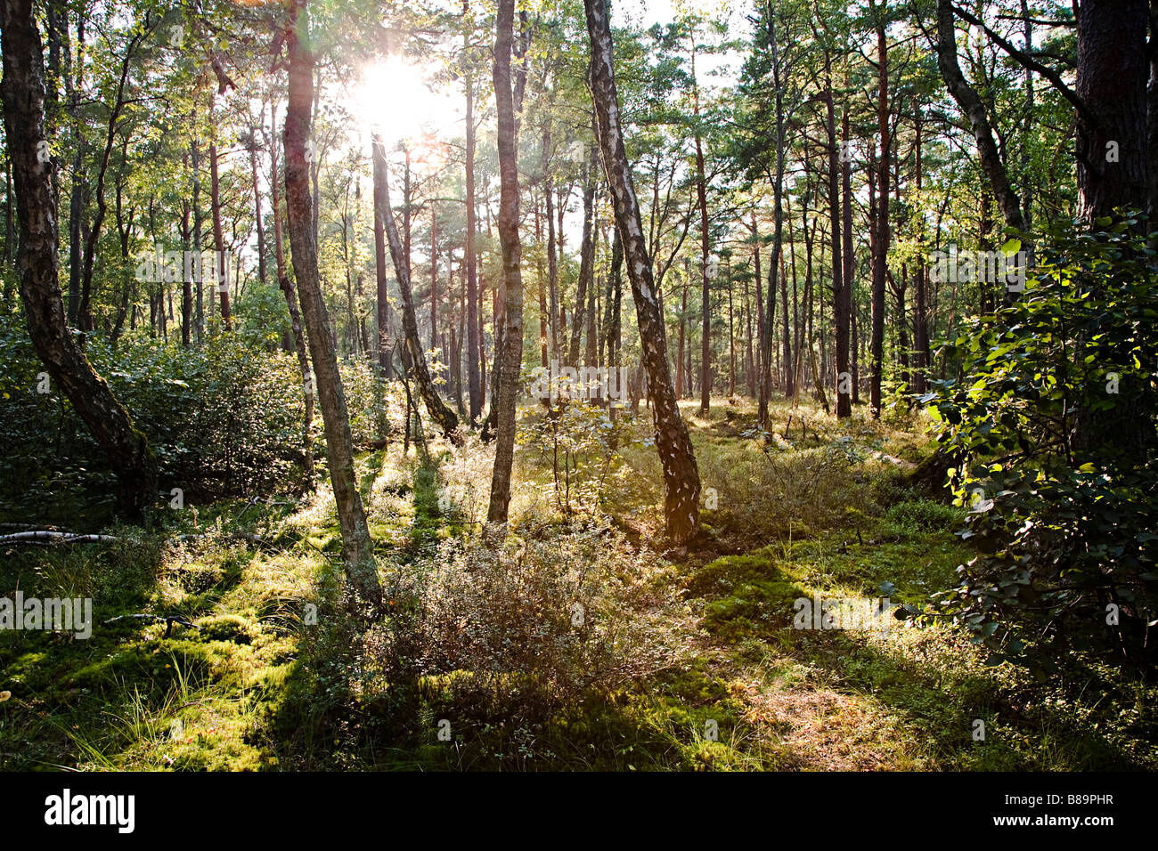 Soleil qui brille à travers les arbres du parc national Slowinski Pologne Banque D'Images