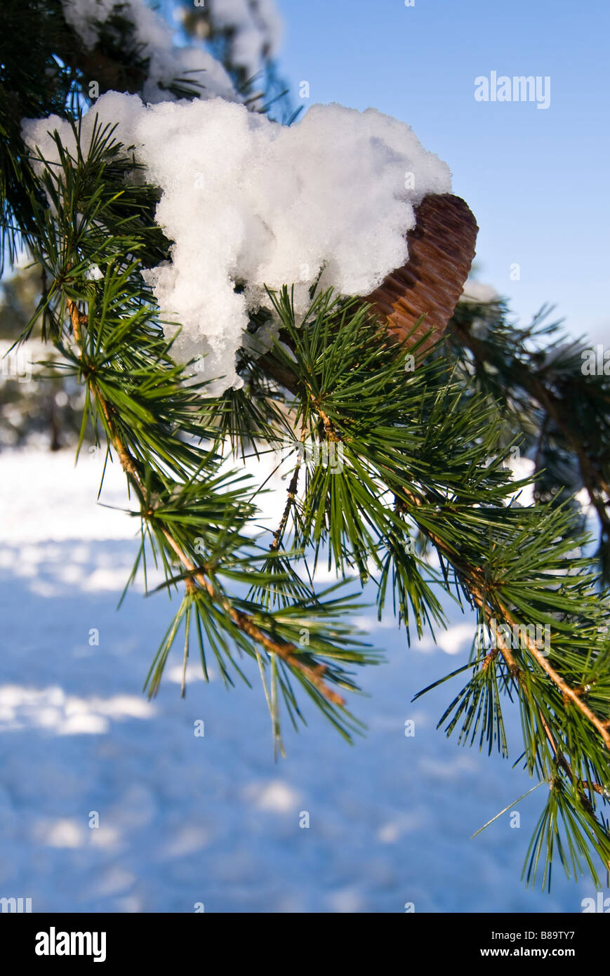 Close up vertical d'une branche d'un Cèdre de l'arbre dans la neige avec les aiguilles vertes et cône mature au soleil Banque D'Images