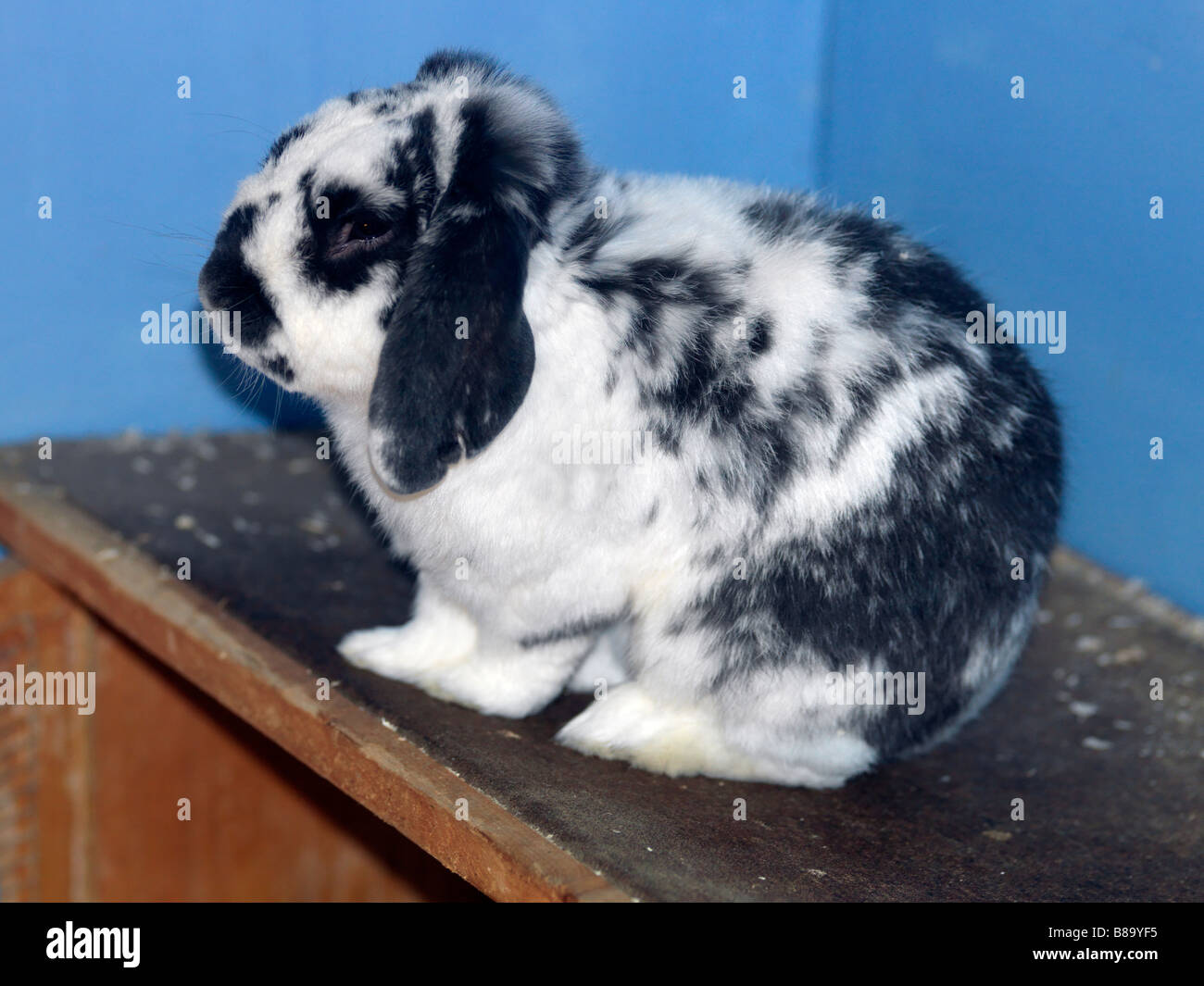 Bocketts Farm Leatherhead Surrey Granges Converties En Aire De Jeux Avec Toboggans Et Visite De L Exploitation Des Animaux Bebe Lapin Belier Hibou Photo Stock Alamy