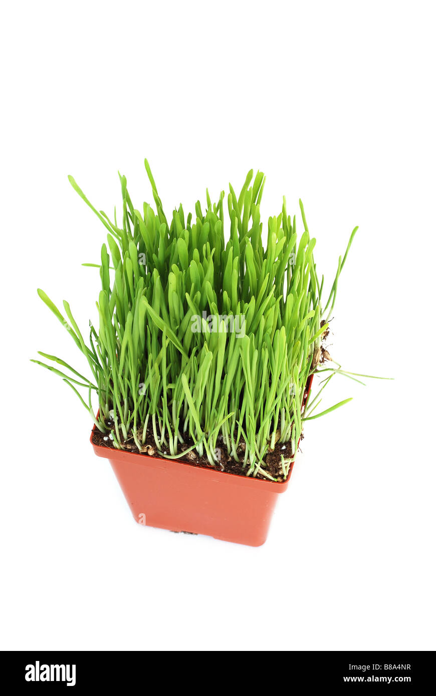 Pot avec de l'herbe d'avoine verte isolée sur fond blanc Banque D'Images